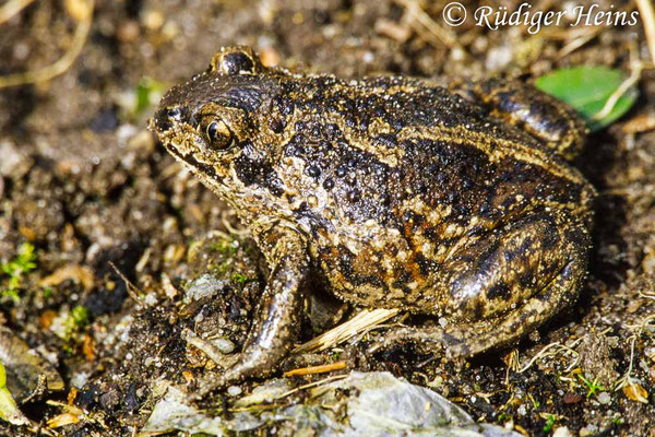 Pelobates fuscus (Knoblauchkröte), 26.3.2005 (Scan vom Dia)