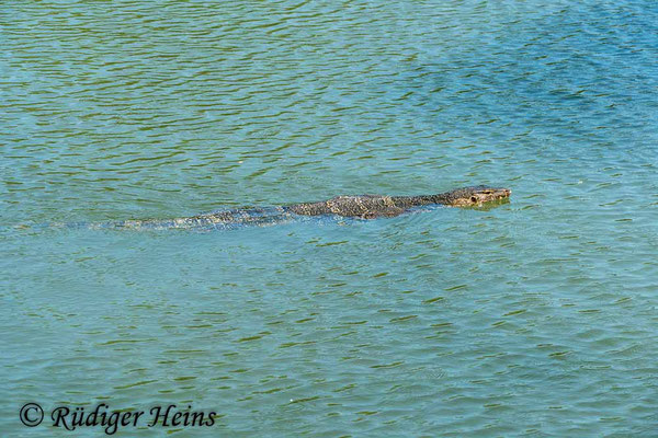 Bindenwaran (Varanus salvator), 25.01.2023 - Panasonic DMC-FZ 1000