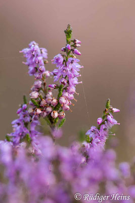 Calluna vulgaris, Besenheide