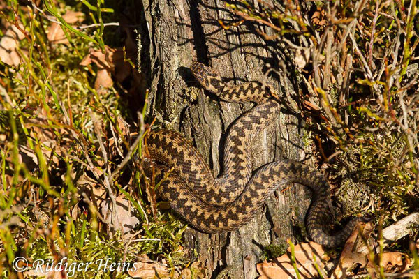 Vipera berus (Kreuzotter) Männchen, 28.3.2017