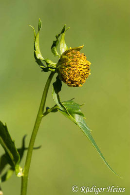 Bidens cernua (Nickender Zweizahn)