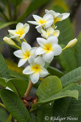 Plumeria tricolor (Dreifarbiger Frangipani), 26.11.2024