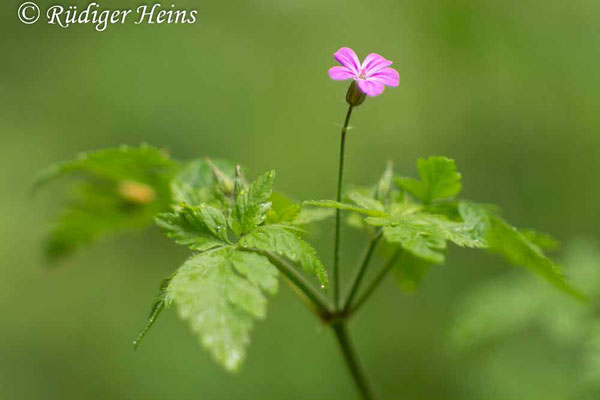 Geranium robertianum (Ruprechtskraut), 19.5.2017
