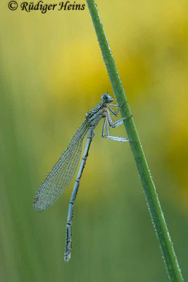 Blaue Federlibelle (Platycnemis pennipes) Männchen, 7.7.2023 - Makroobjektiv 180mm f/3.5