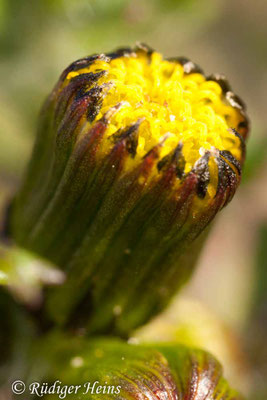 Senecio vulgaris (Gewöhnliches Greiskraut), 8.3.2015