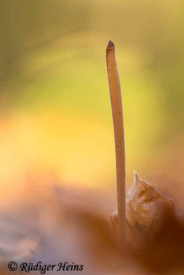 Macrotyphula fistulosa (Röhrige Keule), 2.1.2019