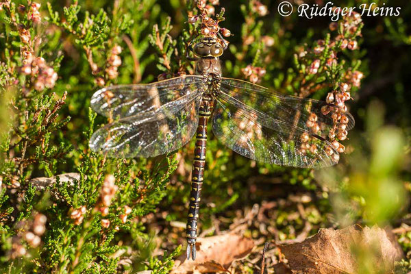 Aeshna subarctica (Hochmoor-Mosaikjungfer) Weibchen, 3.10.2015