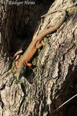 Algyroides nigropunctatus (Pracht-Kieleidechse) Männchen