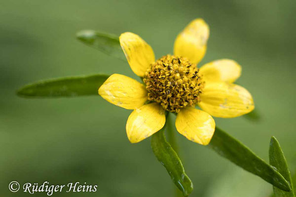 Nickender Zweizahn (Bidens cernua), 19.9.2022 - Rokkor 50mm f/1.7