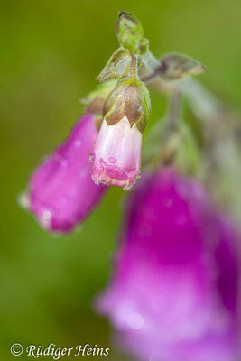 Roter Fingerhut ungeöffnete Blüte, 16.6.2024 - Makroobjektiv 180mm f/3.5