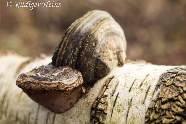 Fomes fomentarius (Zunderschwamm), 17.1.2022