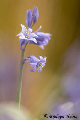 Hyacinthoides non-scripta (Atlantisches Hasenglöckchen), 10.5.2022
