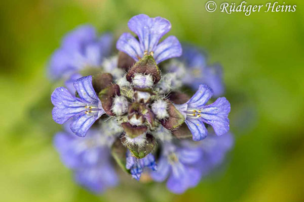 Ajuga reptans (Kriechender Günsel), 27.5.2025
