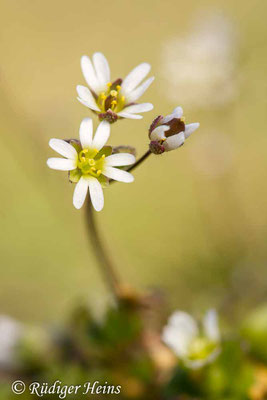Draba verna (Frühlings-Hungerblümchen), 6.4.2020