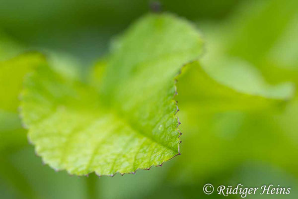 Giersch - Blattdetail, 4.6.2025 - Makroobjektiv 100mm f/2.8