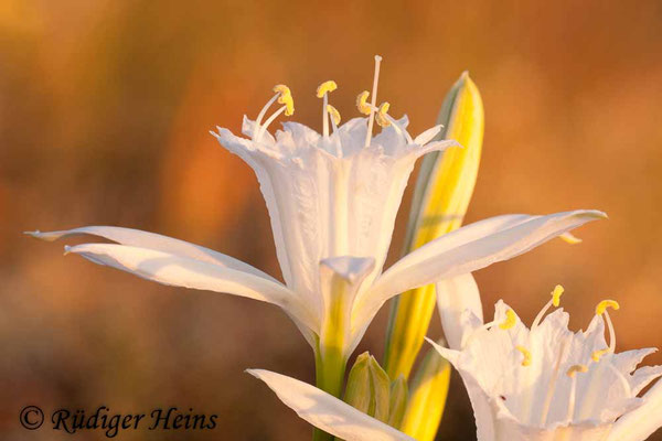 Pancratium maritimum (Dünen-Trichternarzisse oder Strandlilie)