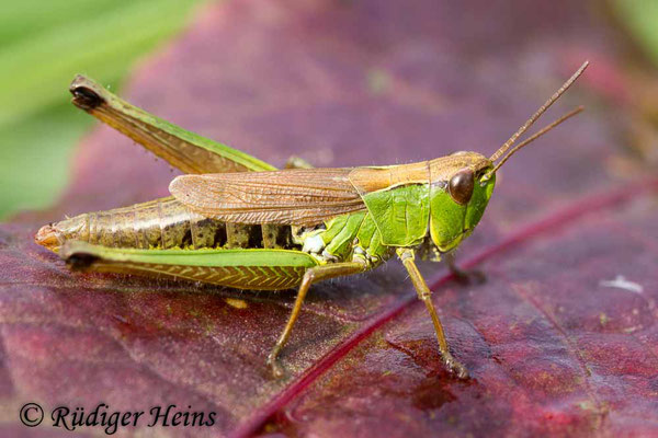 Pseudochorthippus montanus (Sumpfgrashüpfer) Weibchen, 19.9.2017