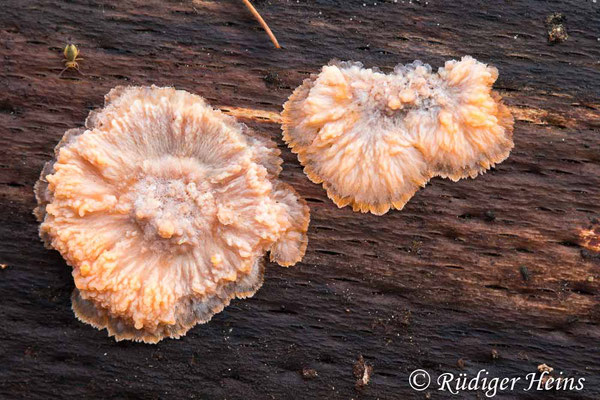 Orangeroter Kammpilz (Phlebia radiata), 15.11.2024 - Makroobjektiv 100mm f/2.8