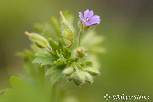 Geranium pusillum (Kleiner Storchschnabel), 5.6.2025