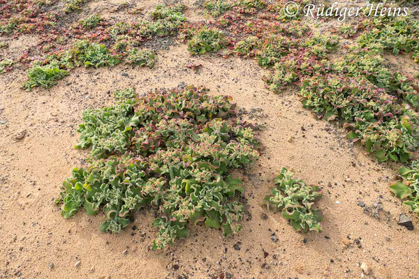 Kristall-Mittagsblume (Mesembryanthemum crystallinum), 6.12.2022 - Panasonic DMC-FZ 1000