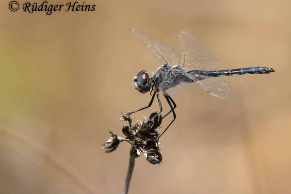 Schwarzer Baron (Selysiothemis nigra) Männchen