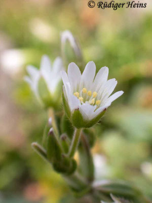 Cerastium semidecandrum (Sand-Hornkraut)