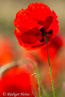 Papaver rhoeas, Klatschmohn