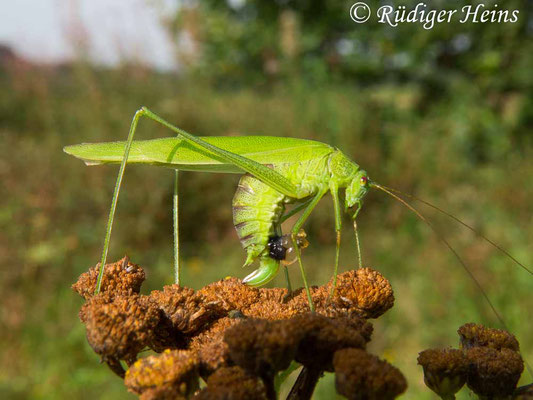 Phaneroptera falcata (Gemeine Sichelschrecke) Weibchen, 30.8.2017