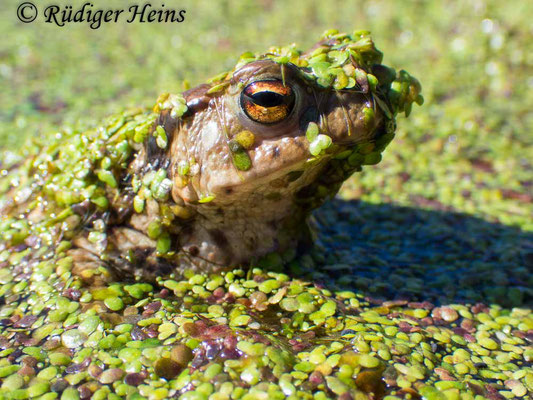 Bufo bufo (Erdkröte) Männchen, 3.4.2025