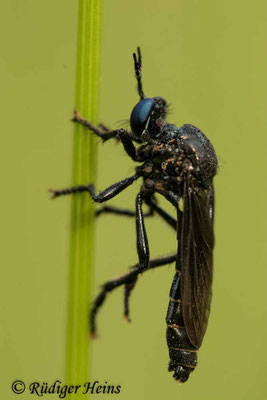 Dioctria atricapilla (Schwarze Habichtsfliege) Männchen, 10.6.2021