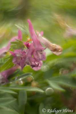 Corydalis solida, Gefingerter Lerchensporn