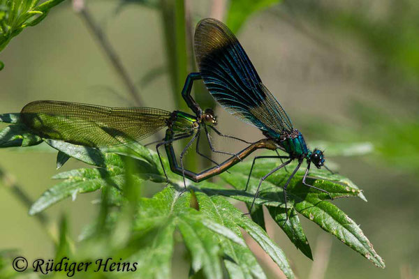 Calopteryx splendens (Gebänderte Prachtlibelle) Paarung, 23.6.2020