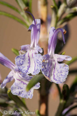 Rosmarinus officinalis (Rosmarin), 19.10.2010