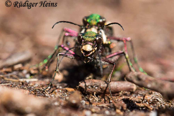 Cicindela campestris (Feld-Sandlaufkäfer) Paarung, 31.5.2021