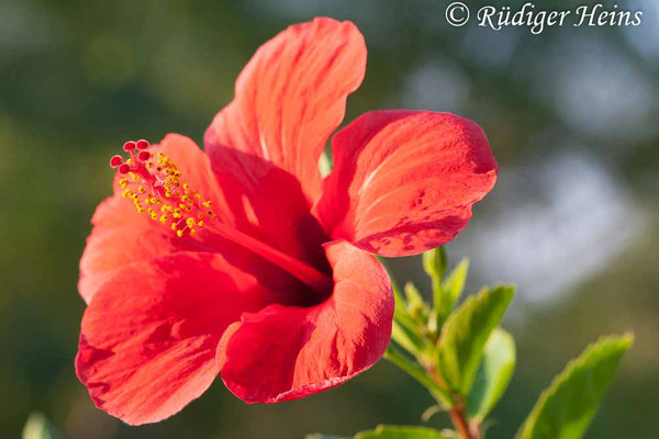 Hibiscus rosa-sinensis (Chinesischer Roseneibisch), 26.10.2008