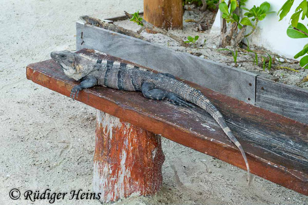 Ctenosaura similis (Gemeiner Schwarzleguan), 1.12.2023