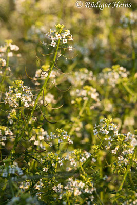 Nasturtium officinale (Echte Brunnenkresse), 17.6.2021