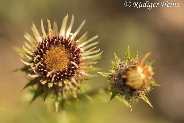 Carlina vulgaris (Golddistel)