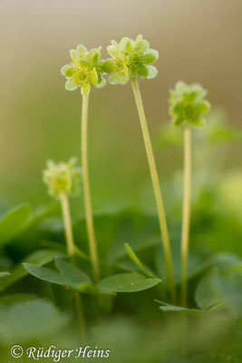 Adoxa moschatellina (Moschuskraut), 10.4.2017