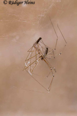 Pholcus phalangioides (Große Zitterspinne)