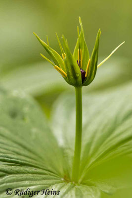 Paris quadrifolia (Vierblättrige Einbeere) öffnende Knospe, 13.5.2021 - Makroobjektiv 100mm f/2.8