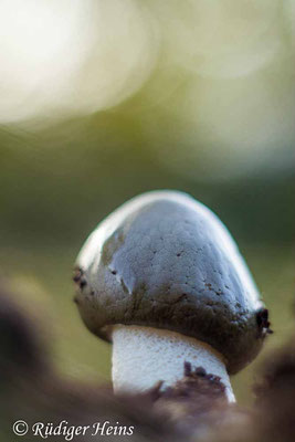 Gemeine Stinkmorchel (Phallus impudicus), 23.10.2023 - Rokkor 50mm f/1.7