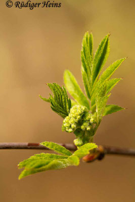 Sorbus aucuparia (Vogelbeere oder Eberesche), 9.4.2019