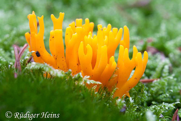 Calocera viscosa (Klebriger Hörnling), 2.9.2007