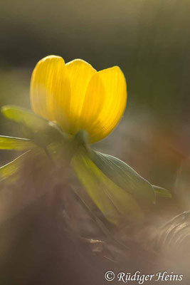 Winterling (Eranthis hyemalis), 20.2.2021