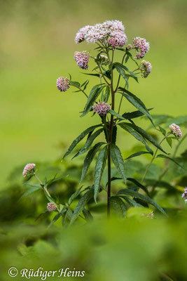 Eupatorium cannabinum (Gewöhnlicher Wasserdost), 18.7.2022