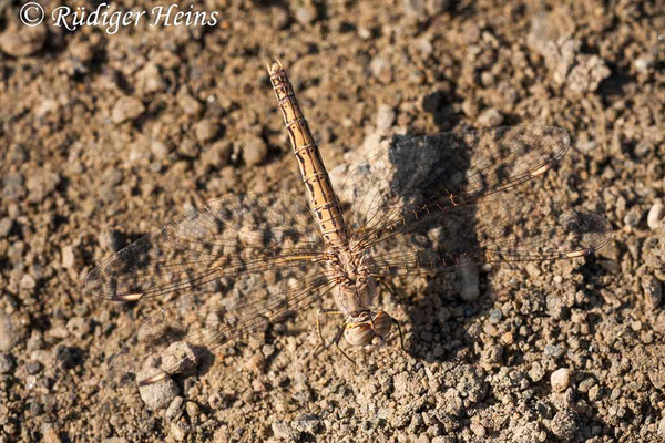 Brachythemis impartita, Treuer Kurzpfeil, Weibchen