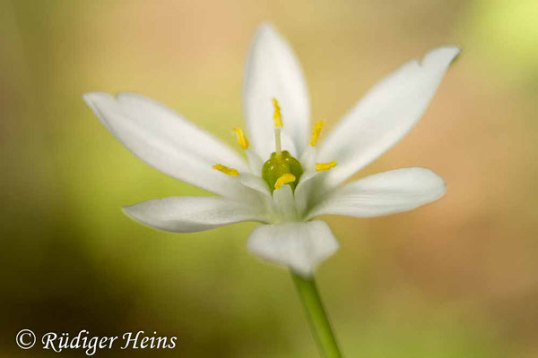 Ornithogalum umbellatum (Dolden-Milchstern), 1.5.2019