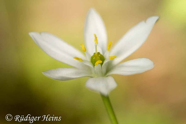 Ornithogalum umbellatum (Dolden-Milchstern)