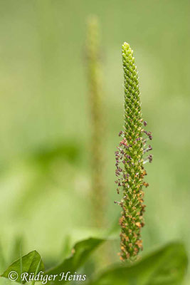 Plantago major (Breitwegerich)